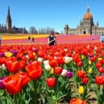 Színes tulipánmező Ottawában a Kanadai Tulipánfesztivál alatt.