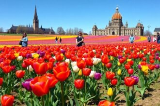 Színes tulipánmező Ottawában a Kanadai Tulipánfesztivál alatt.