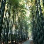 Arashiyama bambuszerdő Kiotóban, zöld bambusz oszlopok között sétálva