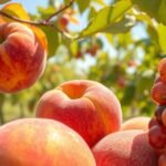 Lédús barack és színes szőlő Okayama gyümölcsösében.