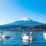 Inawashiro-tó hattyúk Bandai-hegy háttérrel Japánban