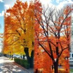 München őszi és téli táj, színes fák és hó a városban