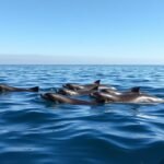 Disznódelfinek a Lillebælt vízében Middelfart közelében.