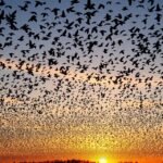 Seregélyek tánca a naplementében Møgeltønderben