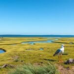 Møgeltønder látképe a Wadden-tenger Nemzeti Parkban madarakkal
