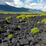Bakingili lávafolyás fekete sziklái és zöld növények Kamerunban
