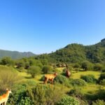 Batouri vidéke zöldellő tájjal és állatokkal, Kamerunban.