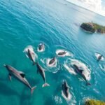 Delfinek ugrálnak a Banderas-öbölben Puerto Vallartában