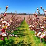 Virágzó almafák tavaszi pompájában Altes Land közelében, Hamburgnál.