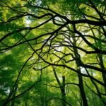 Lombkoronás séta az ősbükkösök között Türingiában