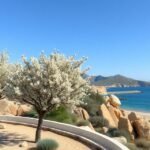 Mandulavirágzás Ibiza csendes tengerpartján télen