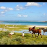Camargue táj flamingókkal és fehér lovakkal Saintes-Maries-de-la-Mer-ben