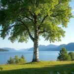 A Királyi nyírfa Molde festői tengerparti panorámájával.